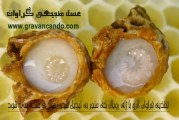 ژل رویال ٬ شاه انگبین یا اکسیر جوانی