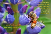 ایا عسل طبیعی با ساکارز صفر وجود دارد؟!