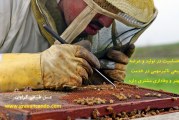 ۳۰ دلیل جالب برای خرید اینترنتی عسل طبیعی :