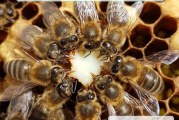 ژله رویال , معجزه ای برای درمان سرطان…