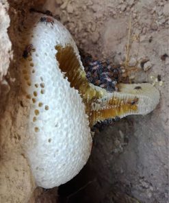 عسل وحشی صخره ای گراوان – 1 کیلو گرم