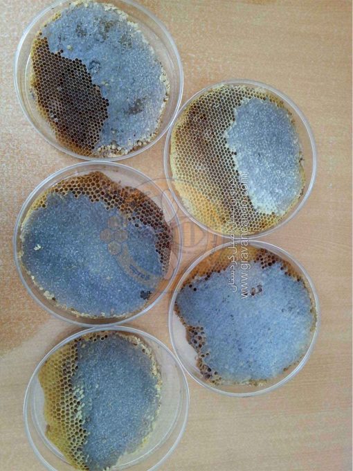 عسل خودبافت سبدی کوهی گراوان – 1 کیلو گرم