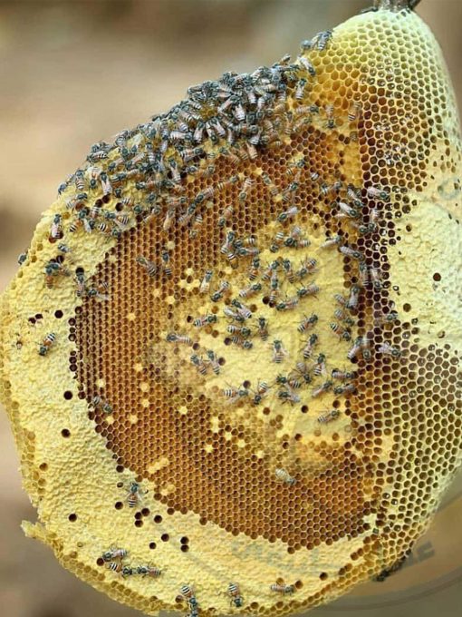 عسل وحشی سرشاخه گراوان - 1 کیلو گرم