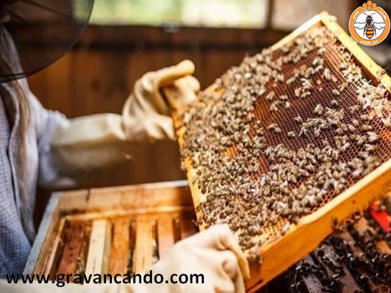نگهداری و پرورش زنبور عسل