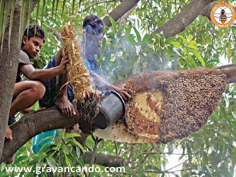 روش های جمع آوری عسل در میان قبایل مختلف