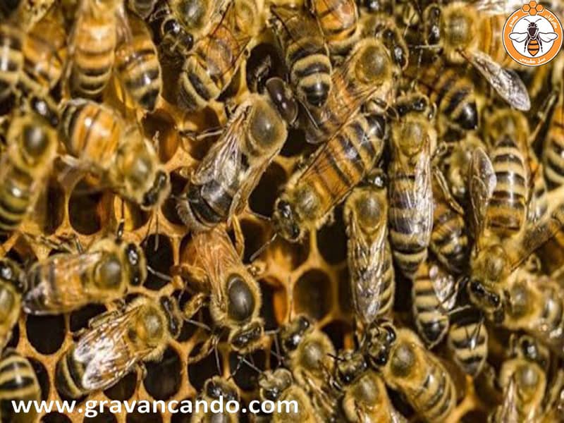 کلونی زنبورهای عسل