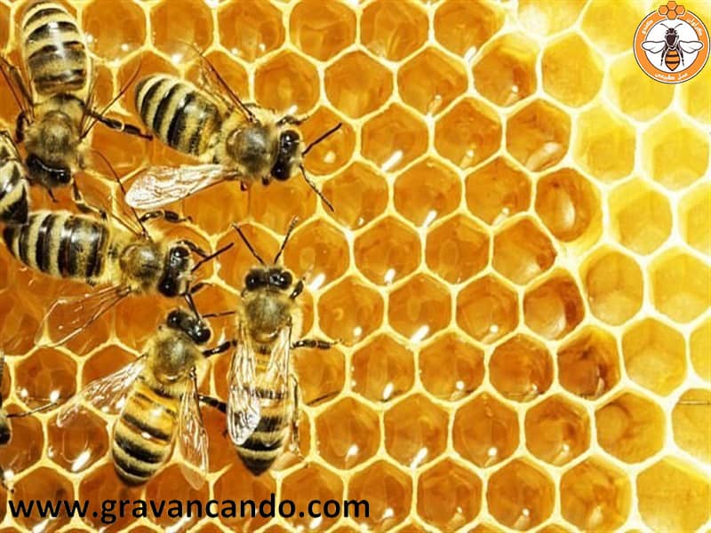 زنبورهای عسل، تولید کننده شهدی جادویی