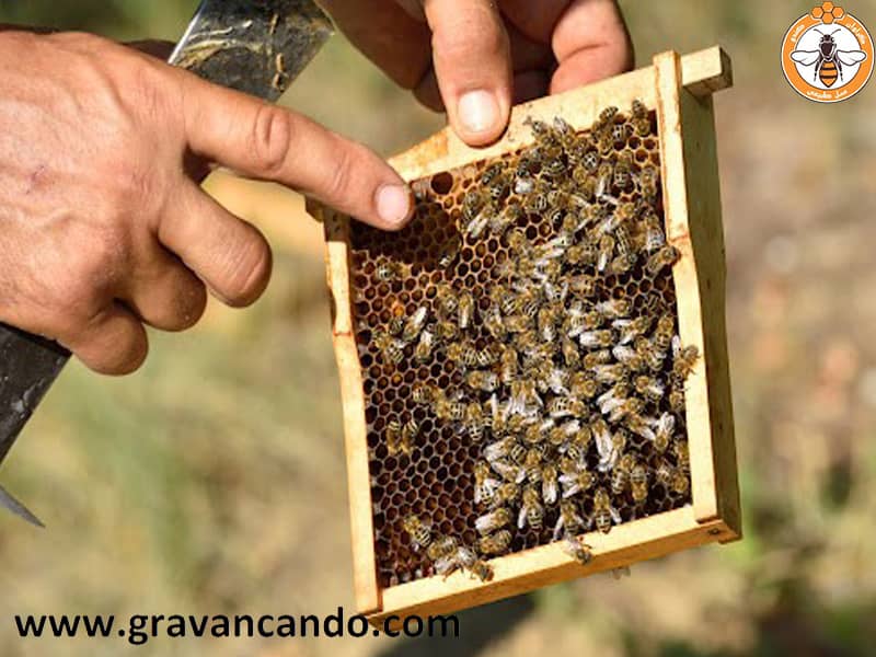امروزه زنبورداری و برداشت عسل به امری آسان تبدیل شده است