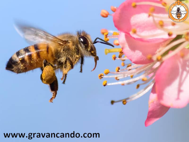 زنبور کارگر سعی دارد تا محل بهترین گرده ها را به همنوعان خود نشان دهد تا عسل مرغوب تری ساخته شود