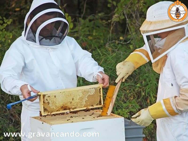 زنبورداری به شیوه مدرن و جمع آوری عسل